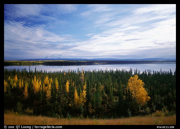 Forest, Willow Lake, and Wrangell range in the distance. Wrangell-St Elias National Park, Alaska, USA.