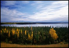 Forest, Willow Lake, and Wrangell range in the distance. Wrangell-St Elias National Park, Alaska, USA.