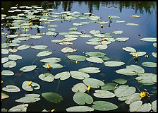 Water lillies with yellow flowers. Wrangell-St Elias National Park, Alaska, USA. (color)