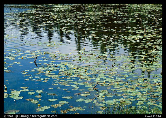 Water lilies and reflections in pond near Chokosna. Wrangell-St Elias National Park, Alaska, USA.