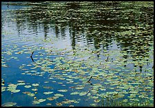 Water lilies and reflections in pond near Chokosna. Wrangell-St Elias National Park, Alaska, USA. (color)