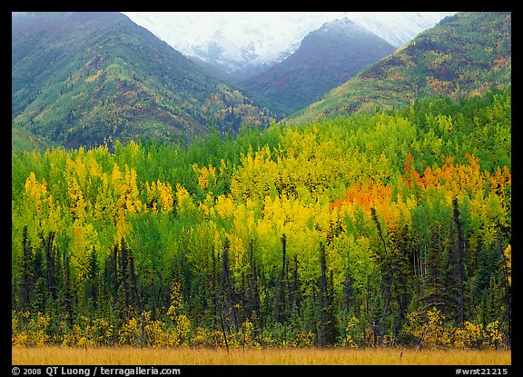 Mountain sloppes with aspens in different stages of autumn colors. Wrangell-St Elias National Park, Alaska, USA.