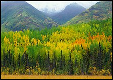 Mountain sloppes with aspens in different stages of autumn colors. Wrangell-St Elias National Park, Alaska, USA. (color)