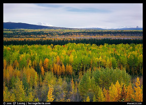 Flat valley with aspen trees in fall colors. Wrangell-St Elias National Park, Alaska, USA.