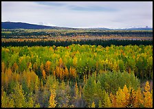 Flat valley with aspen trees in fall colors. Wrangell-St Elias National Park, Alaska, USA. (color)