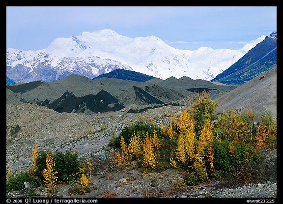 Trees in fall colors, moraines, and Mt Blackburn. Wrangell-St Elias National Park (color)