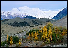Trees in fall colors, moraines, and Mt Blackburn. Wrangell-St Elias National Park, Alaska, USA.