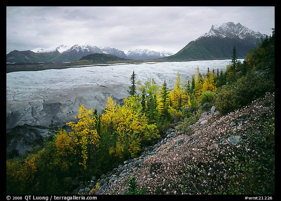 Late wildflowers, trees in autumn colors, and Root Glacier. Wrangell-St Elias National Park, Alaska, USA.