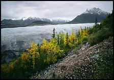 Late wildflowers, trees in autumn colors, and Root Glacier. Wrangell-St Elias National Park, Alaska, USA.