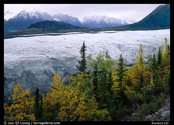 Trees, Root Glacier, and Wrangell Mountains. Wrangell-St Elias National Park, Alaska, USA.