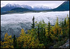 Trees, Root Glacier, and Wrangell Mountains. Wrangell-St Elias National Park, Alaska, USA. (color)