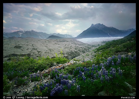 Lupine, Root Glacier, Mt Donohoe. Wrangell-St Elias National Park (color)