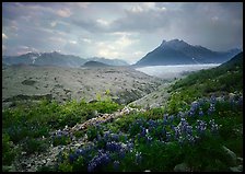 Lupine, Root Glacier, Donohoe Peak in summer. Wrangell-St Elias National Park, Alaska, USA.