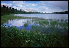 Wildflowers, reeds, and lake at the base of Mt Donoho. Wrangell-St Elias National Park, Alaska, USA.