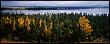 Autumn scenery with forest, lake, and distant mountains. Wrangell-St Elias National Park (Panoramic color)