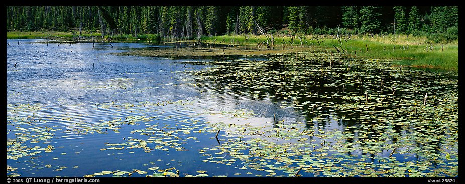 Pond with aquatic plants and reflections. Wrangell-St Elias National Park (color)
