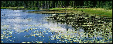Pond with aquatic plants and reflections. Wrangell-St Elias National Park (Panoramic color)