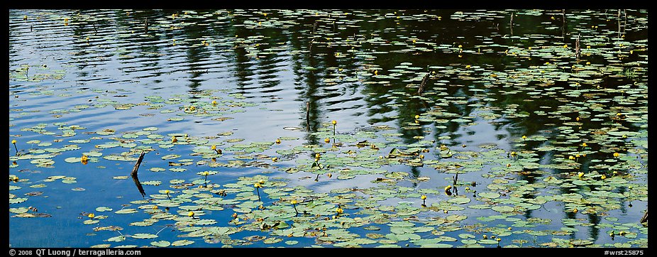 Water lillies and spruce reflections. Wrangell-St Elias National Park, Alaska, USA.