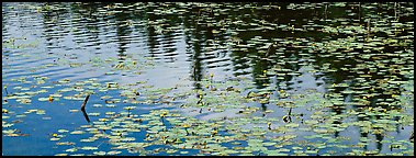 Water lillies and spruce reflections. Wrangell-St Elias National Park, Alaska, USA.