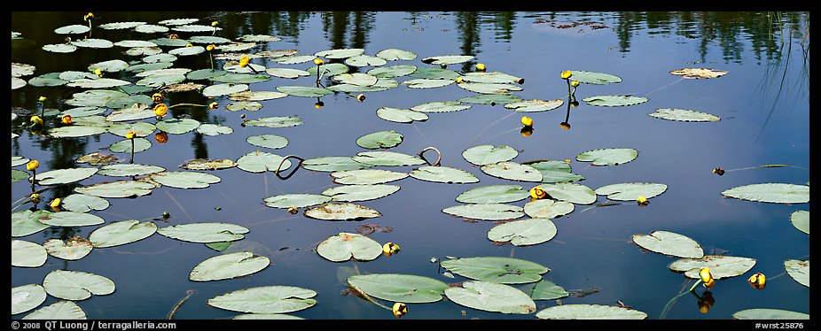 Water lillies in bloom. Wrangell-St Elias National Park, Alaska, USA.