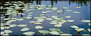 Water lillies in bloom. Wrangell-St Elias National Park (Panoramic color)