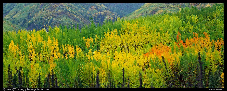 Mosaic of aspens in various color shades. Wrangell-St Elias National Park, Alaska, USA.