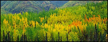 Mosaic of aspens in various color shades. Wrangell-St Elias National Park (Panoramic color)