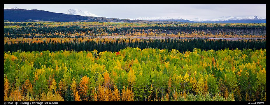 Valley with aspen trees in autumn. Wrangell-St Elias National Park, Alaska, USA.