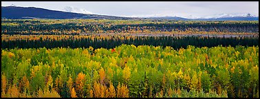 Valley with aspen trees in autumn. Wrangell-St Elias National Park (Panoramic color)