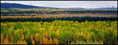 Valley with aspen trees in autumn. Wrangell-St Elias National Park, Alaska, USA.