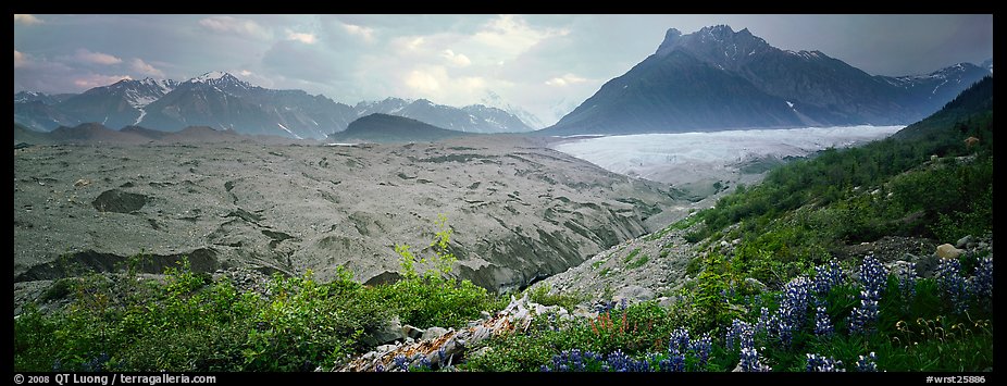 Lupines, moraine, and glacier. Wrangell-St Elias National Park (color)