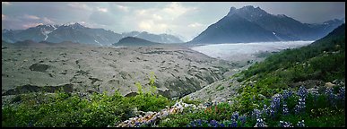 Lupines, moraine, and glacier. Wrangell-St Elias National Park (Panoramic color)