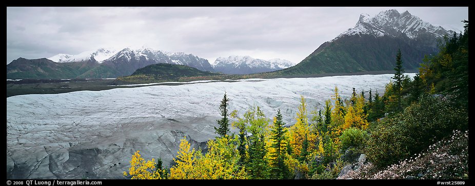 Mountain landscape with trees in fall color and glacier. Wrangell-St Elias National Park (color)