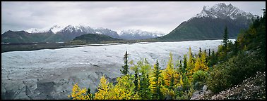 Mountain landscape with trees in fall color and glacier. Wrangell-St Elias National Park, Alaska, USA.