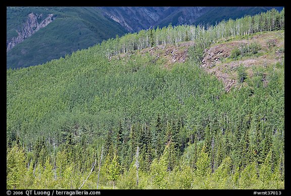Forested hill. Wrangell-St Elias National Park, Alaska, USA.