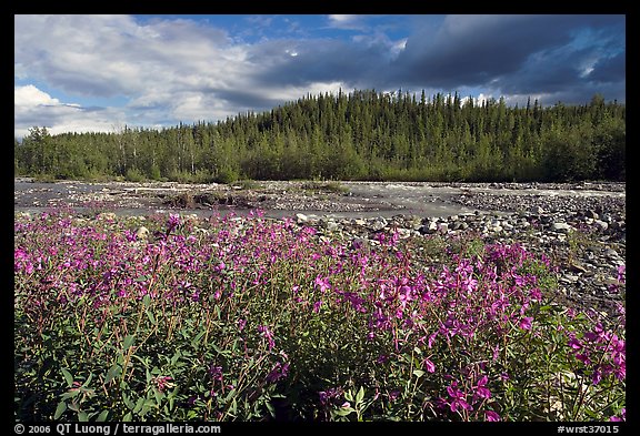 Fireweed along river. Wrangell-St Elias National Park (color)