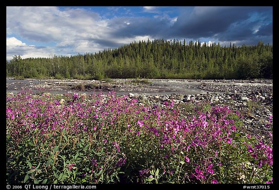 Fireweed along river. Wrangell-St Elias National Park, Alaska, USA.