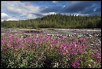 Fireweed along river. Wrangell-St Elias National Park, Alaska, USA.