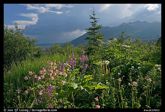 Wildflowers and mountains near Kennicott. Wrangell-St Elias National Park (color)