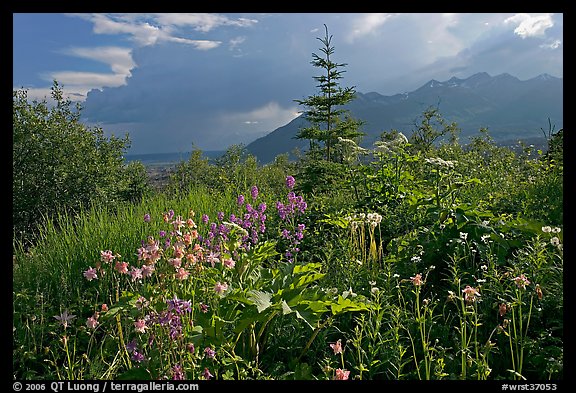 Wildflowers and mountains near Kennicott. Wrangell-St Elias National Park, Alaska, USA.