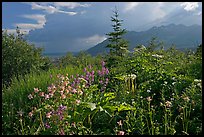 Wildflowers and mountains near Kennicott. Wrangell-St Elias National Park, Alaska, USA.