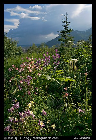 Variety of wildflowers near Kennicott. Wrangell-St Elias National Park, Alaska, USA.