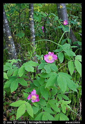 Wild Rose and tree trunks. Wrangell-St Elias National Park, Alaska, USA.