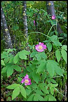 Wild Rose and tree trunks. Wrangell-St Elias National Park, Alaska, USA. (color)