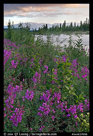 Fireweed near an arm of the Kennicott River, sunset. Wrangell-St Elias National Park, Alaska, USA.