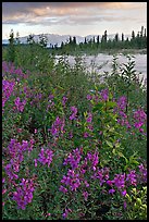 Fireweed near an arm of the Kennicott River, sunset. Wrangell-St Elias National Park, Alaska, USA. (color)