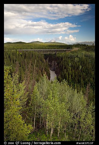 Aspen, Kuskulana canyon and bridge. Wrangell-St Elias National Park, Alaska, USA.