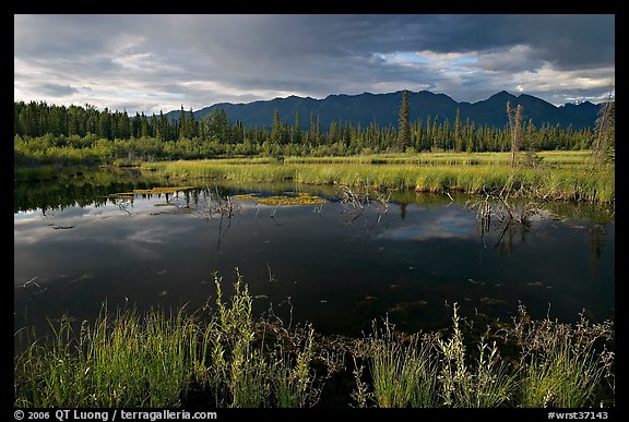 Pond and swamp with dark water. Wrangell-St Elias National Park, Alaska, USA.