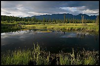 Pond and swamp with dark water. Wrangell-St Elias National Park, Alaska, USA.