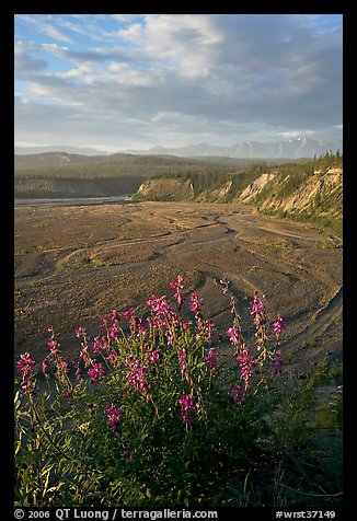 Fireweed, Kotsina river plain, and bluffs. Wrangell-St Elias National Park, Alaska, USA.